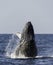 Humpback Whale Breach