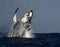 Humpback whale breach