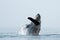 Humpback whale, breach Straight of Georgia (Salish Sea), near Campbell River, BC Canada