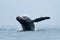 Humpback whale, breach Straight of Georgia (Salish Sea), near Campbell River, BC Canada