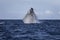 Humpback whale breach the surface of ocean