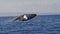 Humpback Whale breach. Very rare.