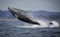 Humpback Whale Breaching