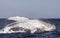 Humpback whale breaching. Humpback whale jumping out of the water.