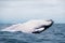 Humpback whale breaching. Humpback whale landing, Isla de la Plata Plata Island, Ecuador