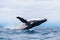 Humpback whale breaching and landing, Isla de la Plata Plata Island, Ecuador