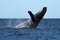 Humpback whale breaching near Lahaina