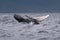 Humpback whale breaching near Lahaina in Hawaii.