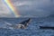 humpback whale breaching in pacific ocean rainbow background in cabo san lucas mexico baja california sur