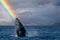 humpback whale breaching in pacific ocean rainbow background in cabo san lucas mexico baja california sur