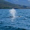 Humpback whale breaching and spraying water, on whale watching trip, on Iceland