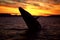 Humpback whale breaching at sunset (Megaptera novaeangliae), Ala
