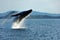 Humpback Whale Breaching, Whitsundays, Australia