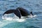 Humpback Whale Breaking Surface