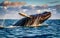 Humpback whale (Brydea novaeangliae)