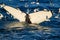 Humpback whale bubble-netting as they hunt in the Arctic ocean