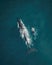 Humpback whale and calf aerial drone shot sleeping on the surface of the ocean in Australia, New South Wales.