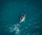 Humpback whale and calf aerial drone shot sleeping on the surface of the ocean in Australia, New South Wales.