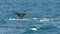 A humpback whale and calf dive at merimbula in new south wales, australia