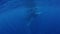 Humpback whale calf with mother in hemisphere of sunlight underwater ocean.