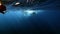 Humpback whale calf near group of divers underwater in sunlight of ocean.