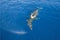 Humpback whale calf resting on Mom