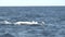 a humpback whale calf swims on its back at merimbula