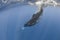 Humpback whale deep dive underwater