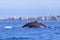 Humpback Whale Dives in Ocean before Maui Coastline