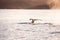 Humpback whale dives showing the tail in Greenland