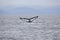 Humpback whale diving in Alaska with tail showing