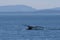 Humpback whale diving down