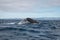 Humpback whale diving with its tail outside the water in Australia