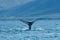 Humpback whale diving in the sea in summer Iceland.