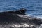Humpback Whale Dorsal Fin