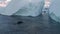 Humpback whale family breaching in arctic nature on Greenland by iceberg