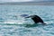 Humpback Whale Feeding in EyjafjÃ¶rÃ°ur