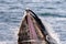Humpback Whale Feeding - Mouth Close Up