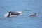 Humpback Whale Female with Calf Hervey Bay 1