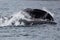 A humpback whale fishing for mackerel