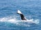 Humpback Whale flapping his tail Hervey Bay 3