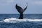 Humpback Whale Fluke in Atlantic