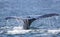 Humpback whale fluke close up