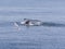 Humpback Whale Flukes Heading Down