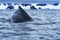 Humpback Whale Going Under Rubber Boat Charlotte Harbor Antarctica