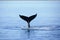 Humpback Whale in Hervey bay Australi