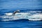 Humpback Whale in Hervey bay, Australia