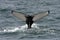 Humpback whale, Iceland, Atlantic Ocean