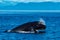 Humpback whale inflated head lunge in Alaska