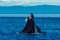 Humpback whale inflated head lunge in Alaska